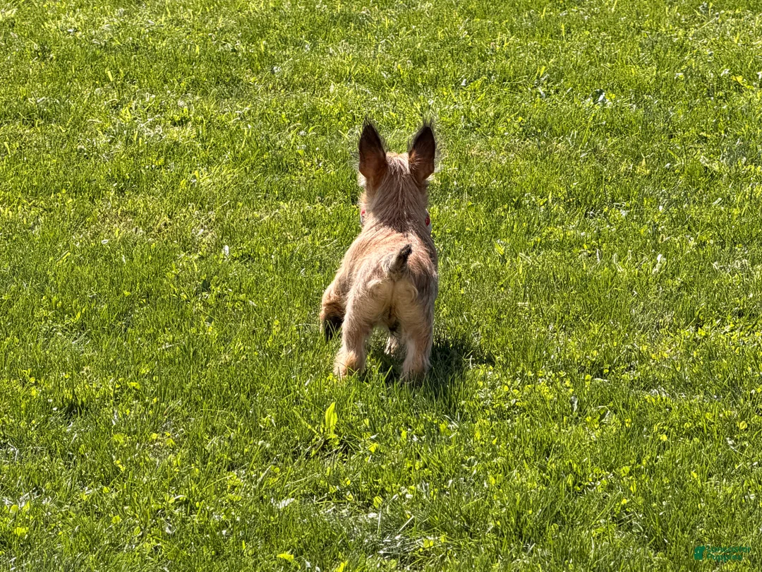 Cairn Terrier dogs for sale: Johnny  - Ad 10