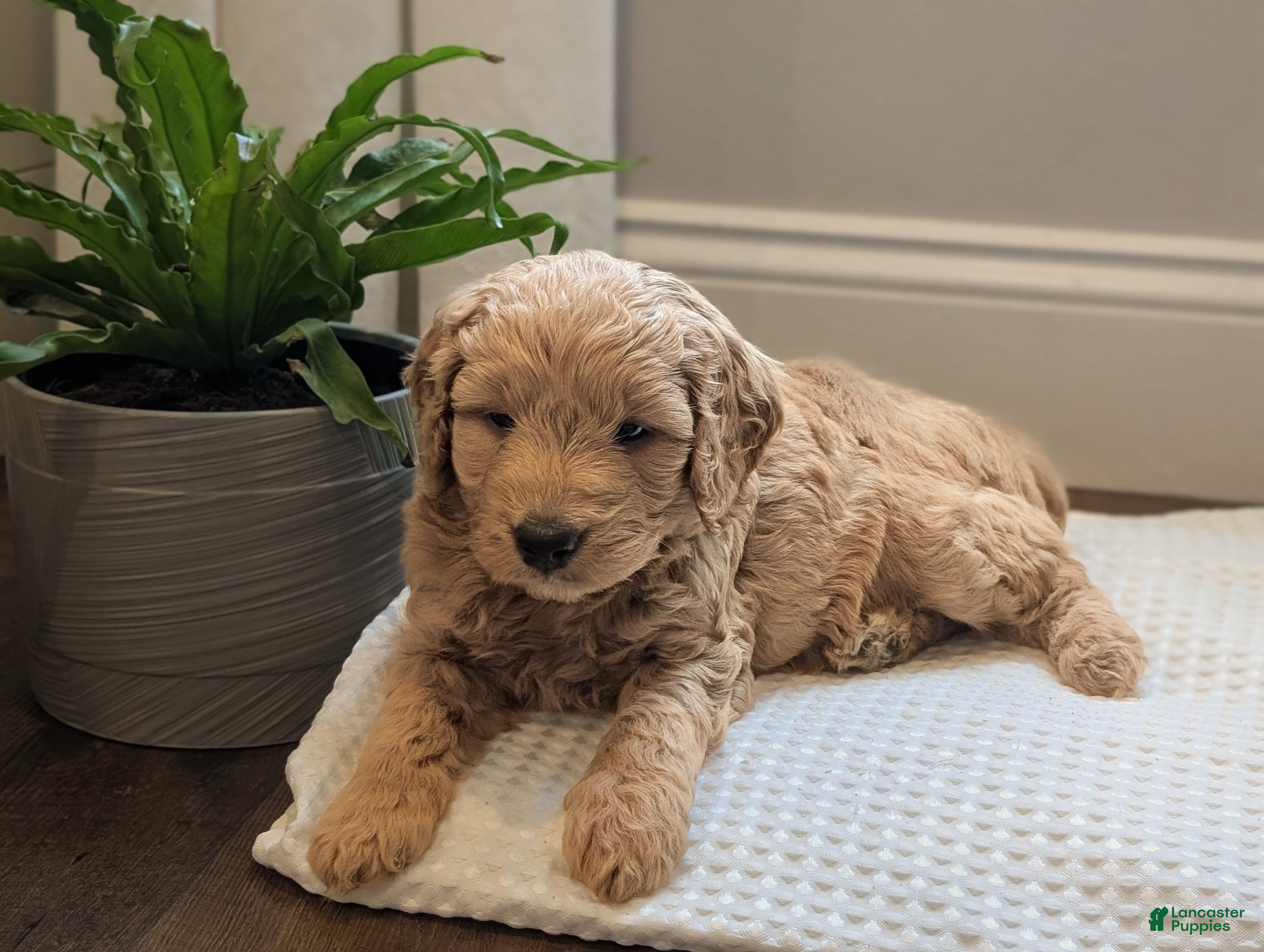 Mini Goldendoodle dogs Captain - Ad 1