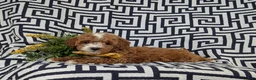 Lhasapoo dogs for sale: Delaney Hypoallergenic - Ad 4