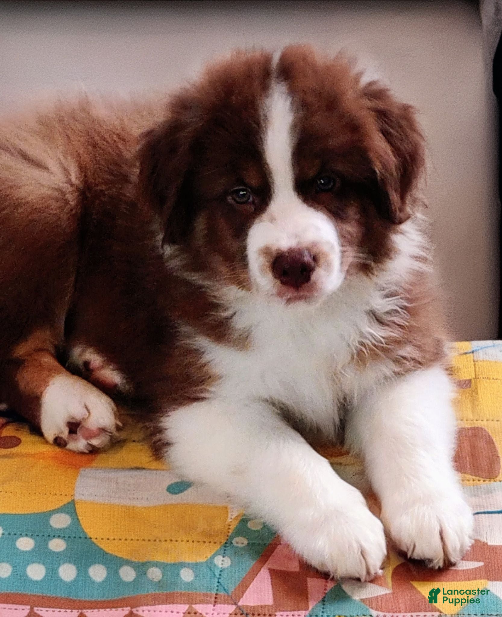 Australian Shepherd dogs Brooks - Ad 11
