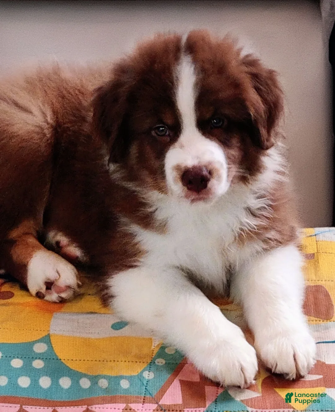 Australian Shepherd dogs for sale: Brooks - Ad 1