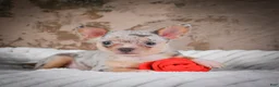 Chihuahua dogs for sale: Phillip - Ad 5