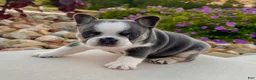 French Bulldog dogs for sale: Dozer - Ad 3