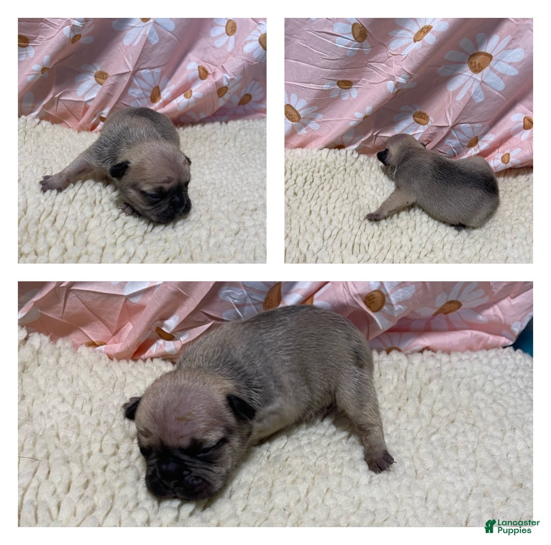 French Bulldog dogs for sale: Jujube  - Ad 4