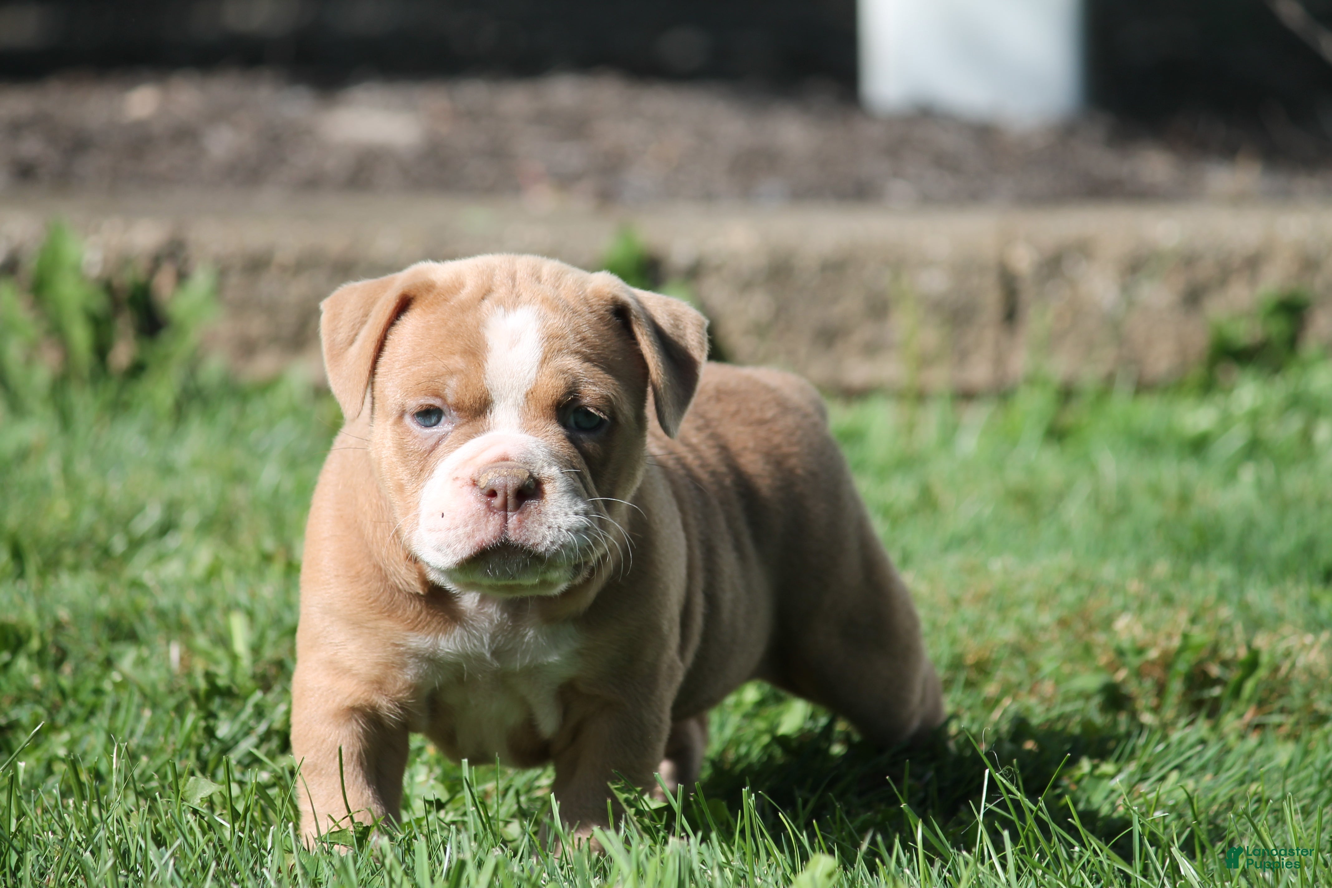 Olde English Bulldogge dogs Bluegates SABRINA - Ad 1