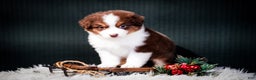 Miniature Australian Shepherd dogs for sale: Barney - Ad 7