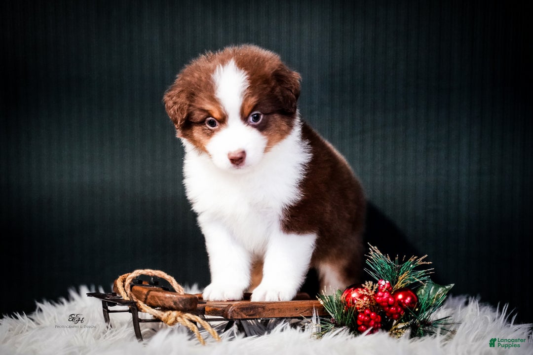 Miniature Australian Shepherd dogs for sale: Barney - Ad 7