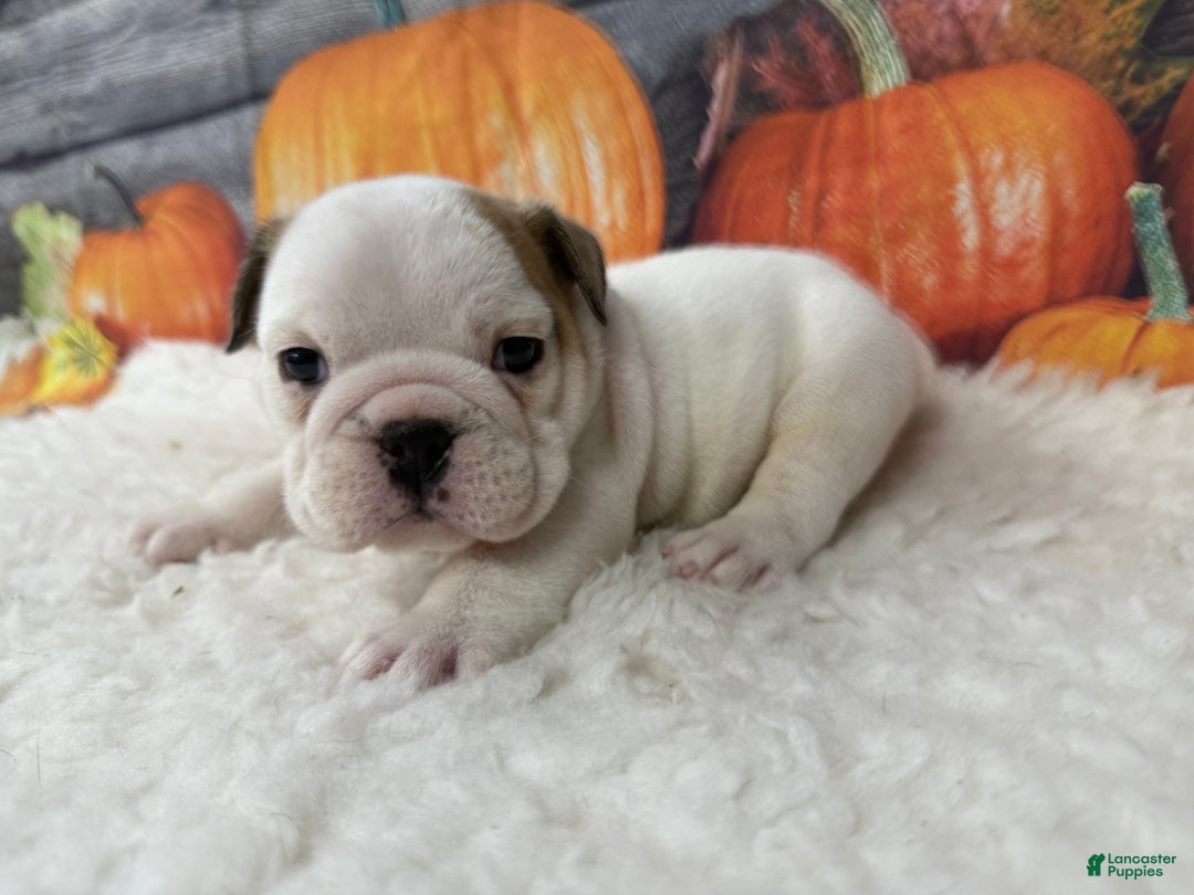 English Bulldog dogs for sale: Bruno - Ad 3