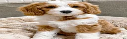 Mini Goldendoodle dogs for sale: Megan-OFA&GeneticParents - Ad 7