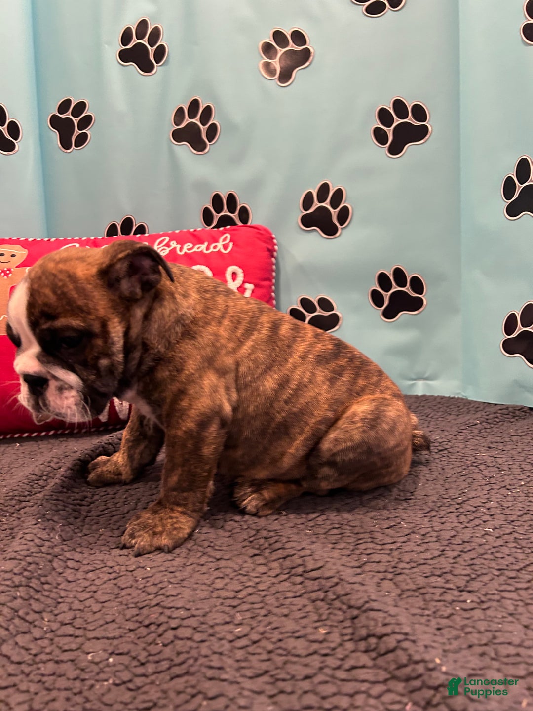 English Bulldog dogs for sale: SAWYER - Ad 12