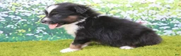 Australian Shepherd dogs for sale: Leo - Ad 6