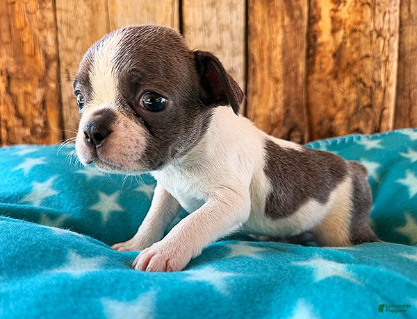 Frenchton dogs for sale: Blueberry - Ad 2