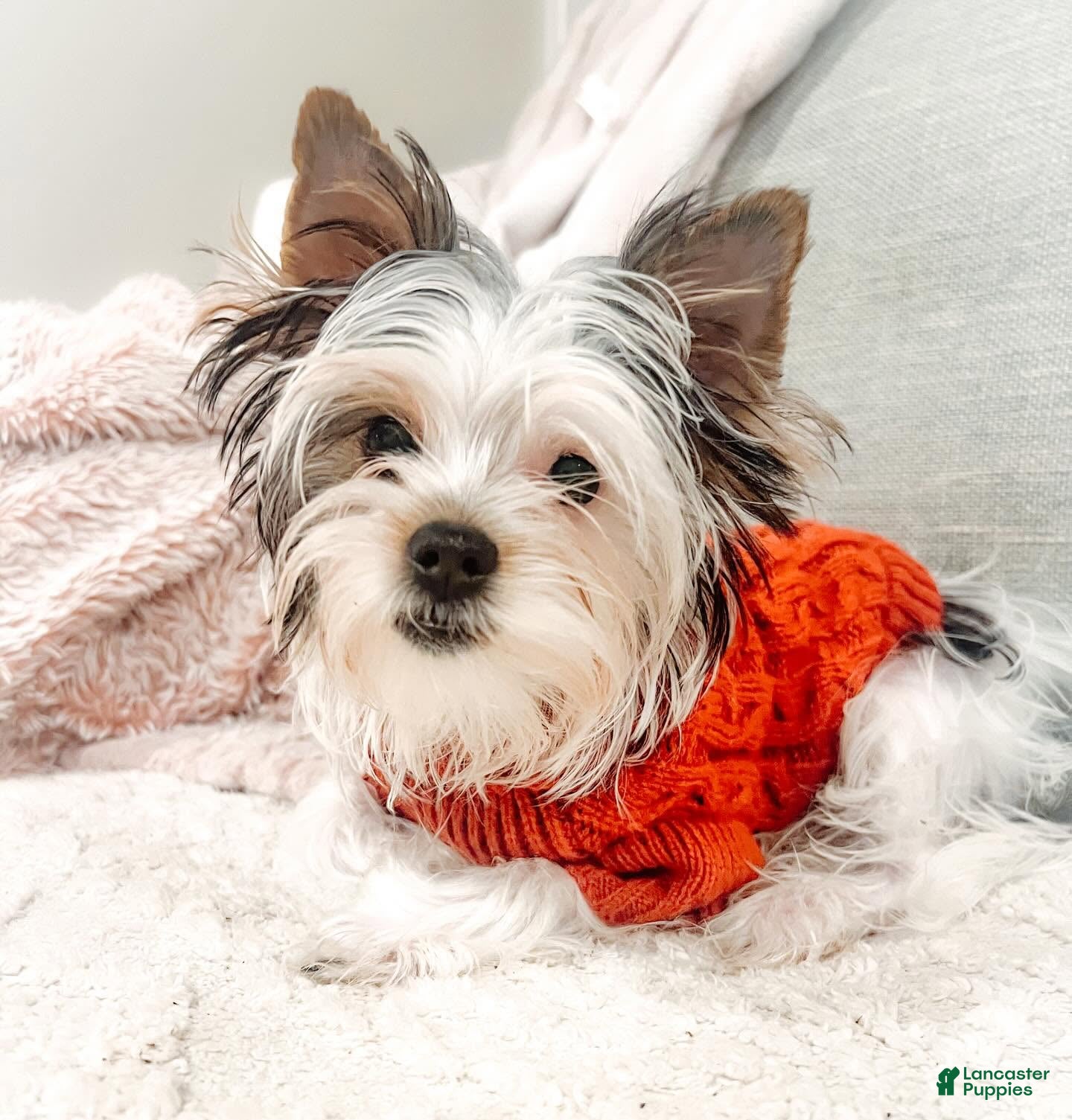 Biewer Terrier dogs for sale: Marshmallow - Ad 1