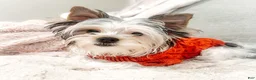 Biewer Terrier dogs for sale: Marshmallow - Ad 1