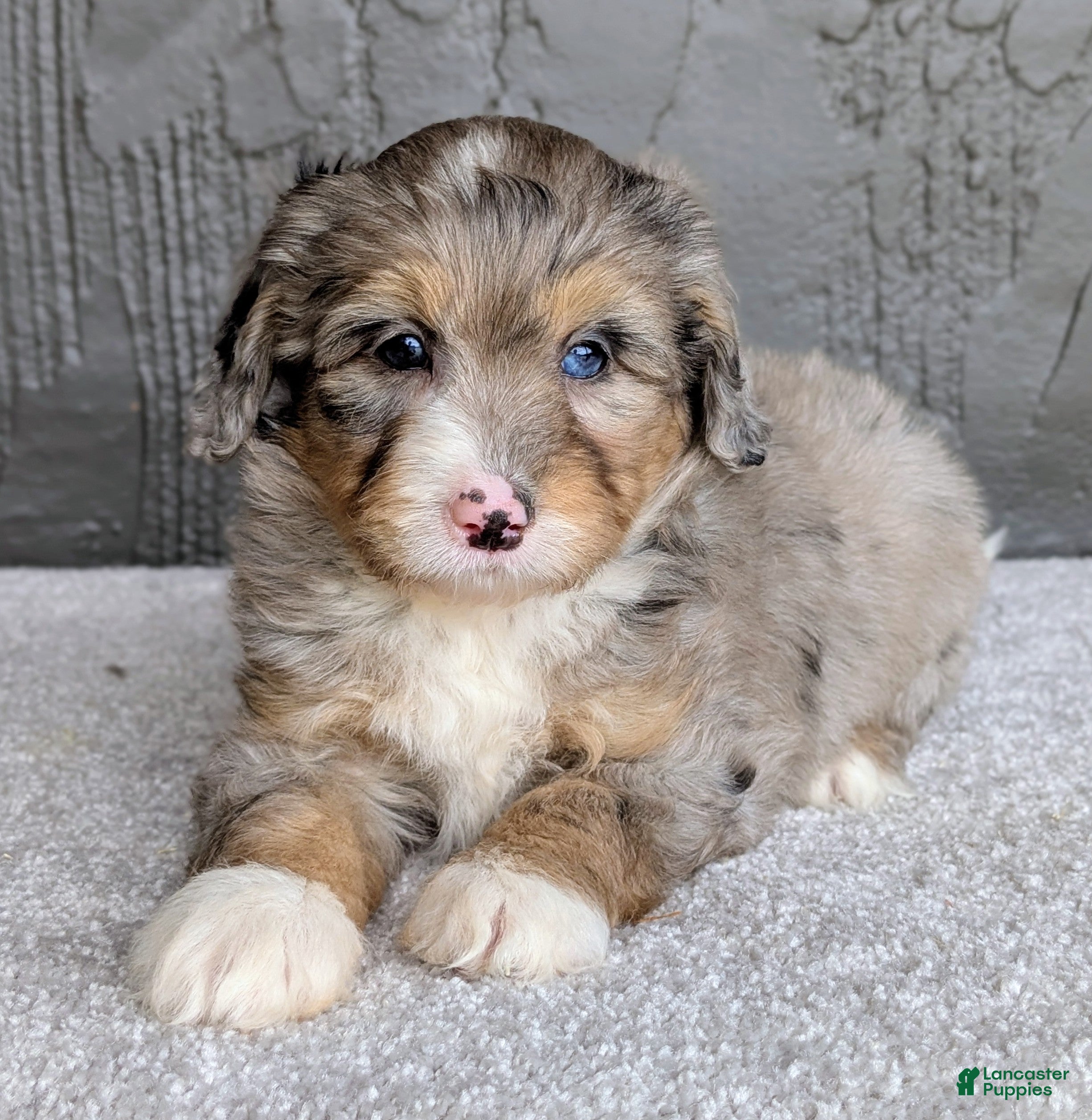 Mini Bernedoodle dogs Jasper  - Ad 2