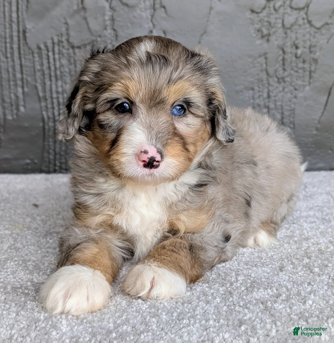 Mini Bernedoodle dogs for sale: Jasper  - Ad 2