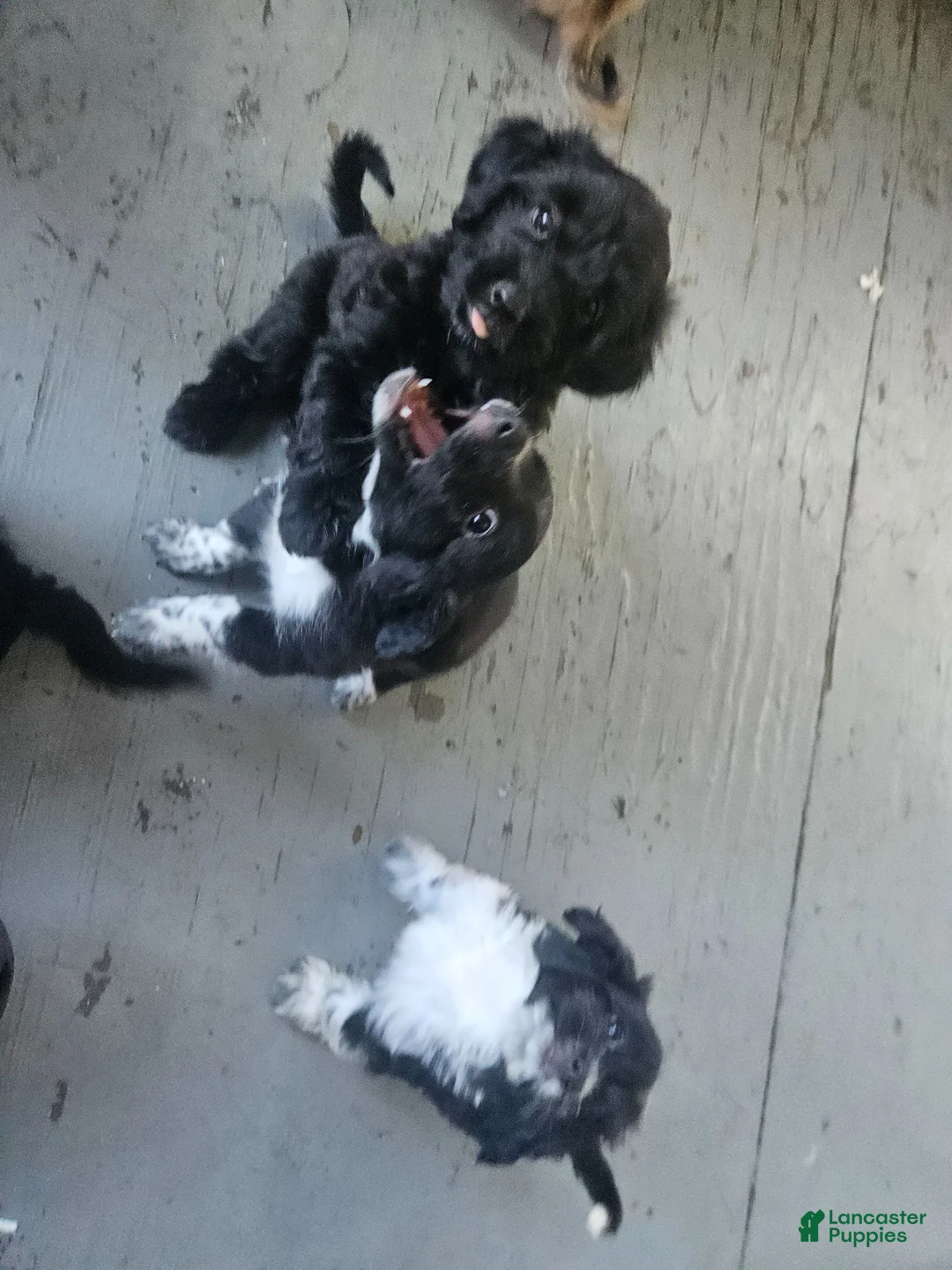 Havanese dogs for sale: Havanese 6 - Ad 6