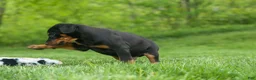 Doberman Pinscher dogs for sale: Dash (Red Rust) 🐶 - Ad 18