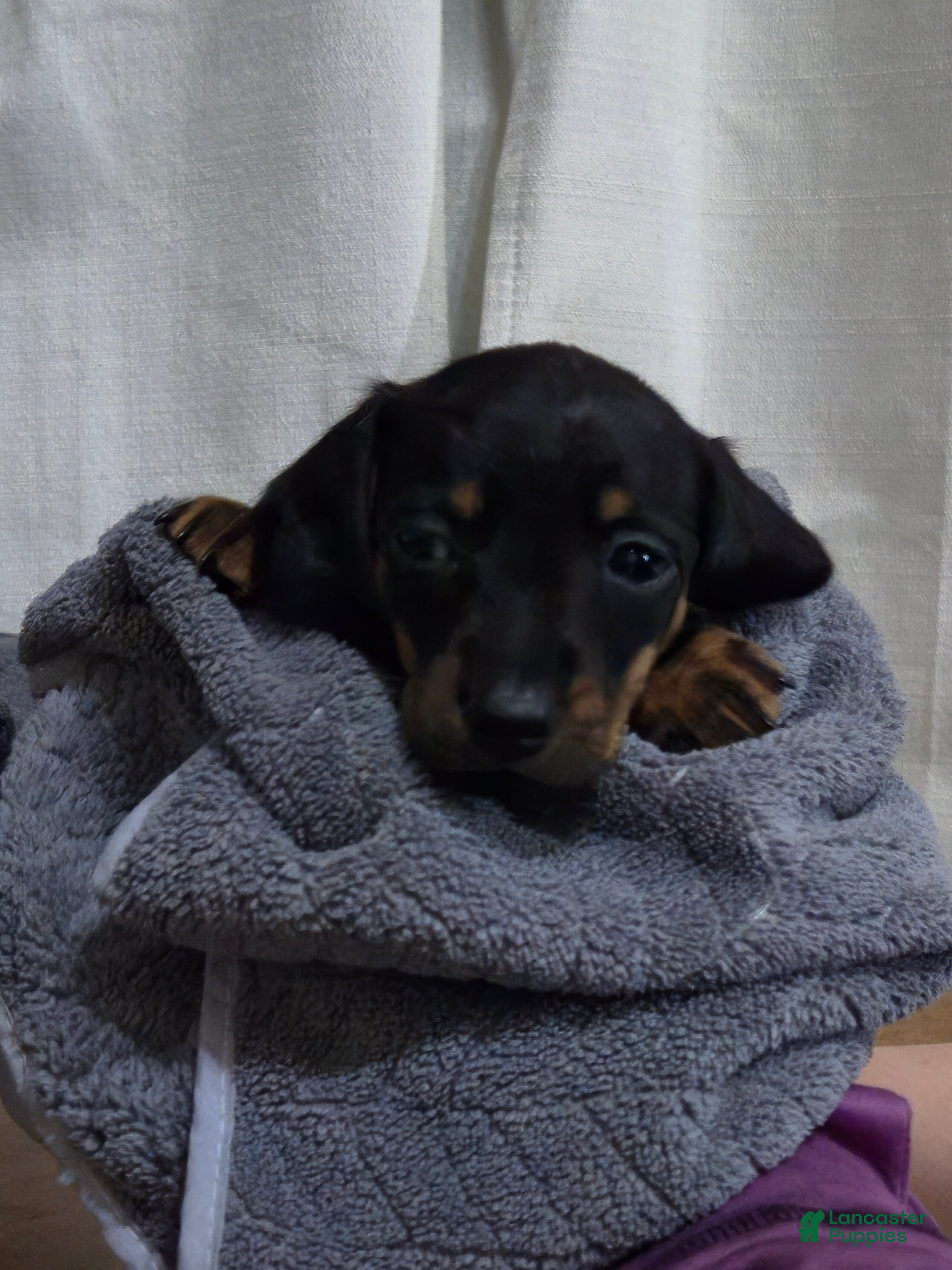 Dachshund dogs Dachshund Puppy 2 - Ad 27