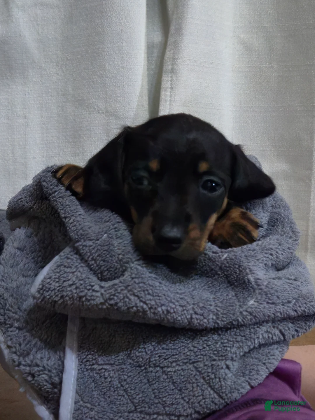 Dachshund dogs for sale: Dachshund Puppy 2 - Ad 1
