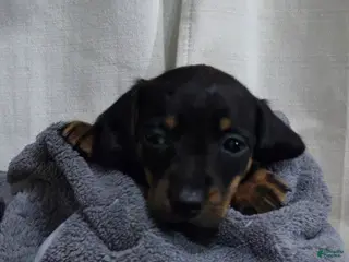 Dachshund dogs Dachshund Puppy 2 - Ad 27