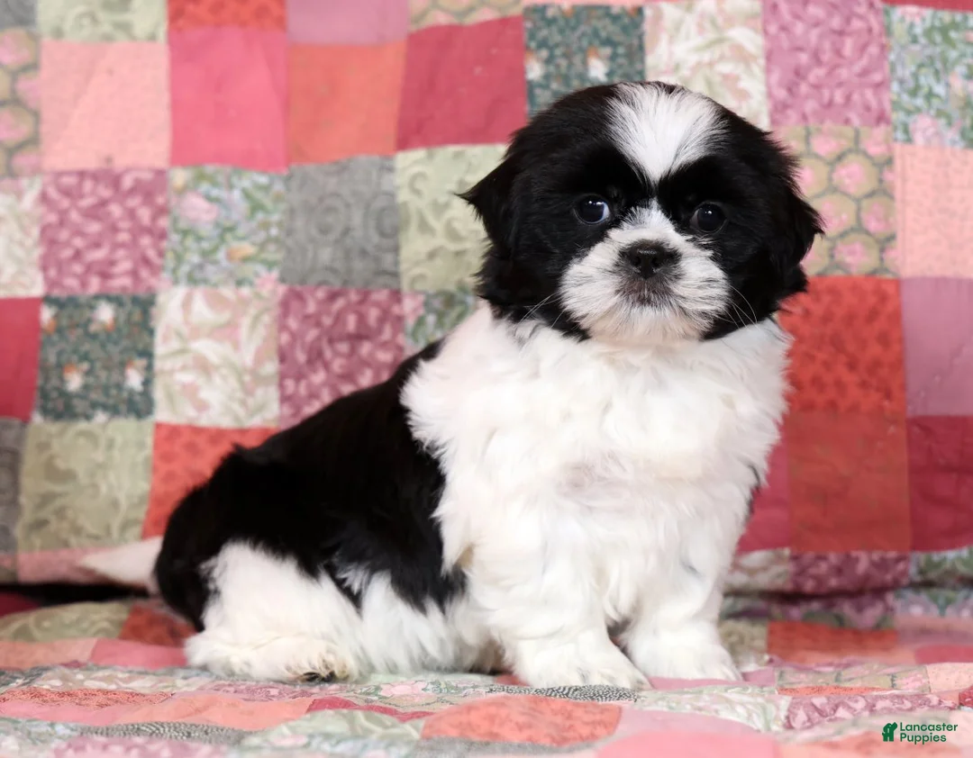 Mixed Breed dogs for sale: Callie - Ad 1