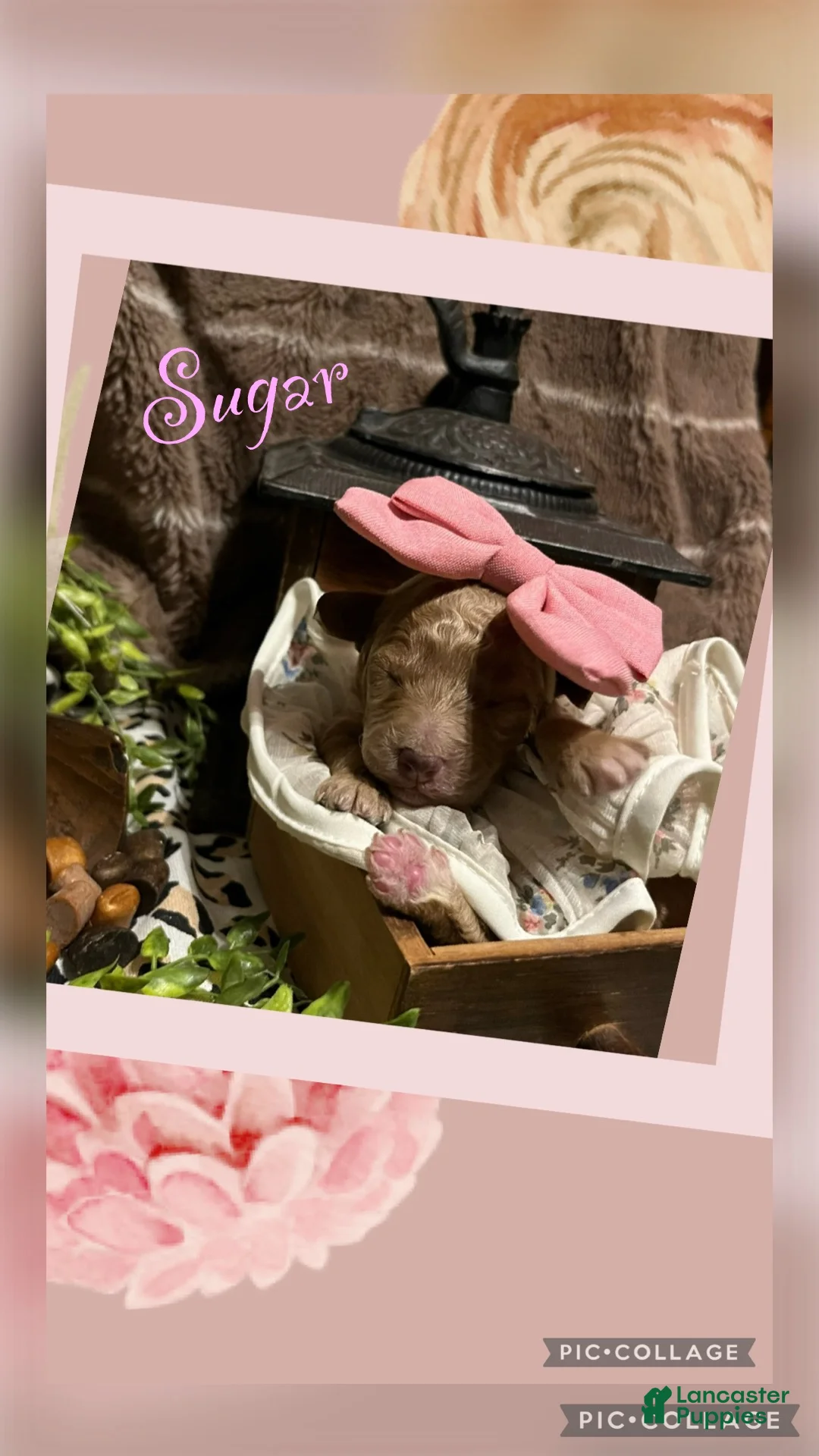 Miniature Poodle dogs for sale: Sugar - Ad 1
