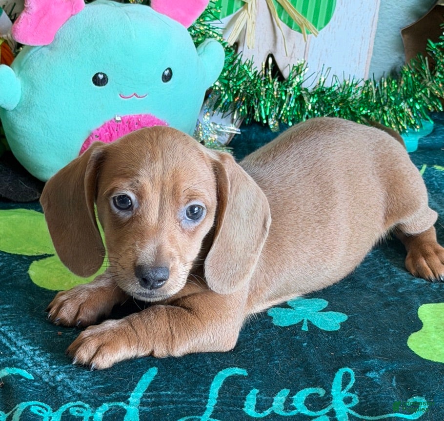 Dachshund dogs Melba - Ad 24