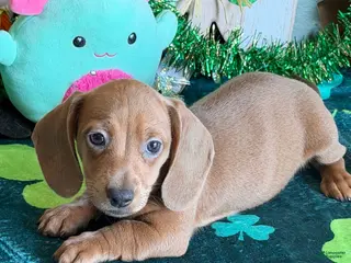 Dachshund dogs Melba - Ad 24