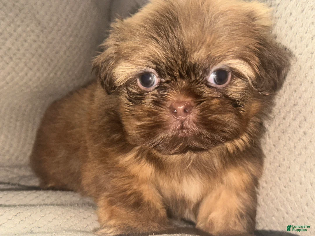 Shih Tzu dogs for sale: Reese  - Ad 1