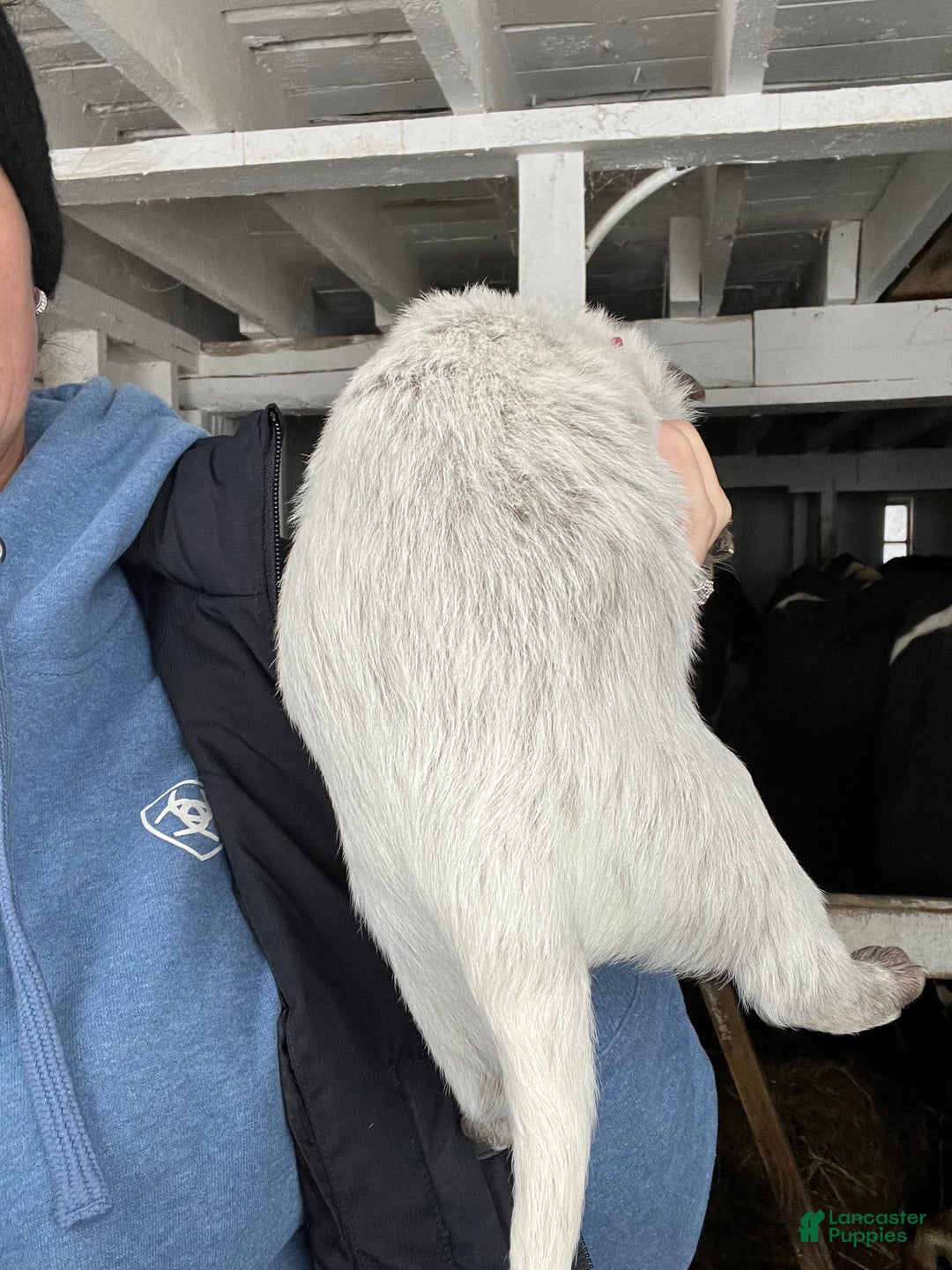 Australian Cattle Dog dogs for sale: Bean - Ad 2