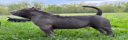 American Bully dogs for sale: Heavy D - Ad 5