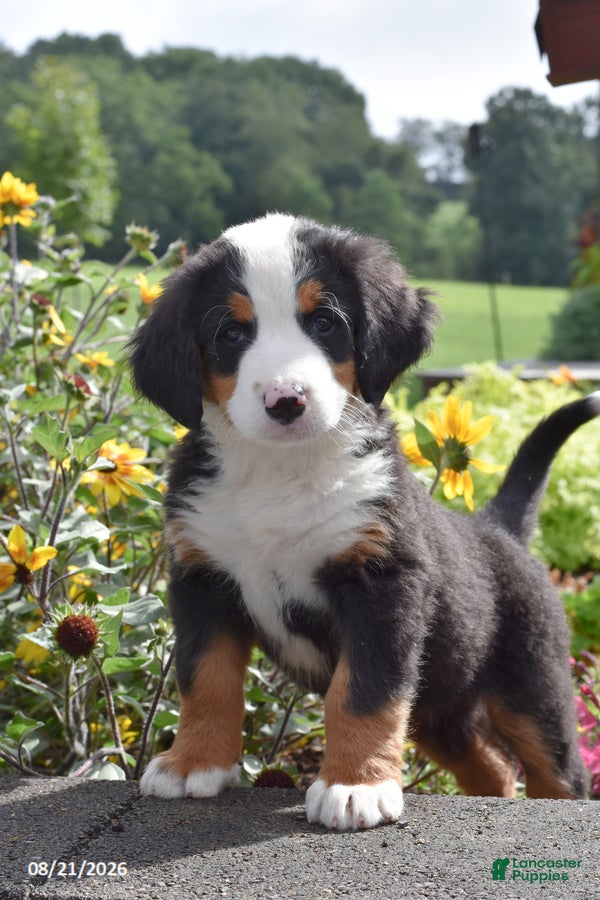 Bernese Mountain Dog dogs Melly - Ad 2