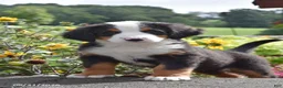 Bernese Mountain Dog dogs for sale: Melly - Ad 2