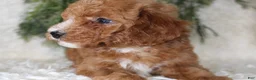 Miniature Poodle dogs for sale: Miniature Poodle 2 - Ad 5