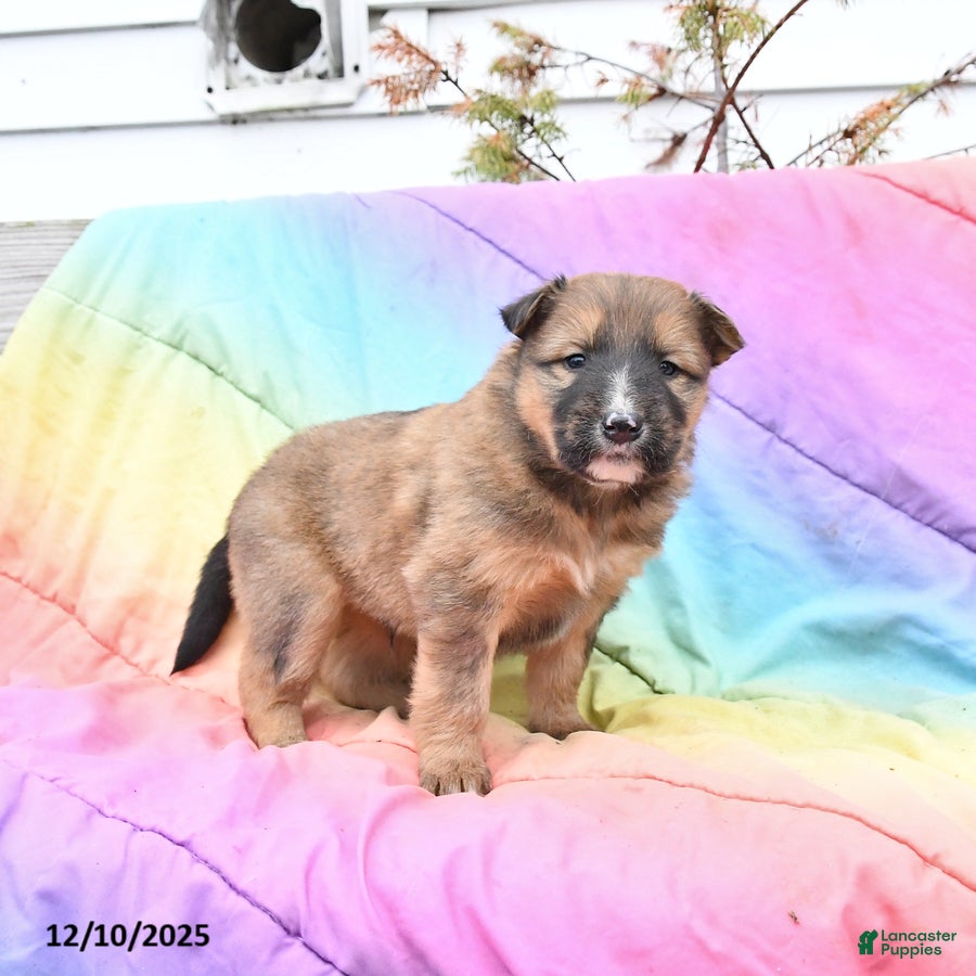 Mixed Breed dogs Blaze - Ad 5