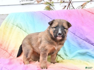 Mixed Breed dogs Blaze - Ad 1