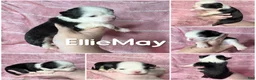 Chihuahua dogs for sale: EllieMay Long Coat  - Ad 4