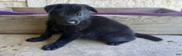 German Shepherd dogs for sale: Gwen - Ad 5