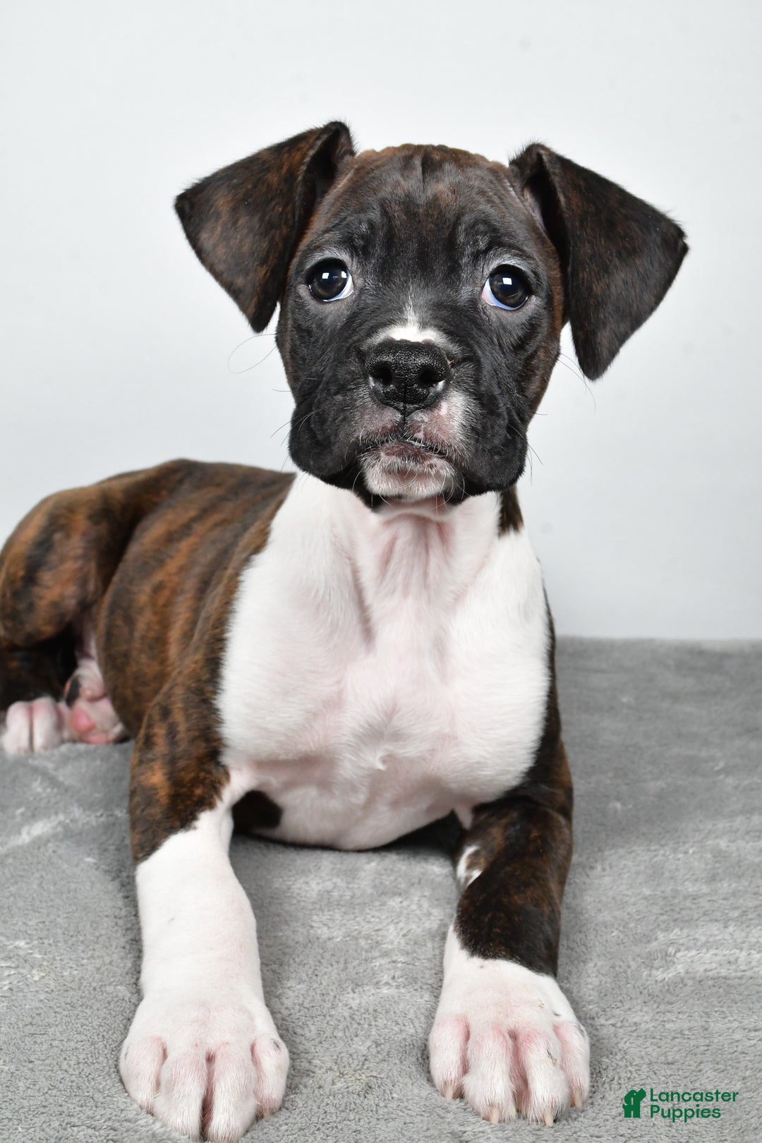 Boxer dogs for sale: Abbie - Ad 2