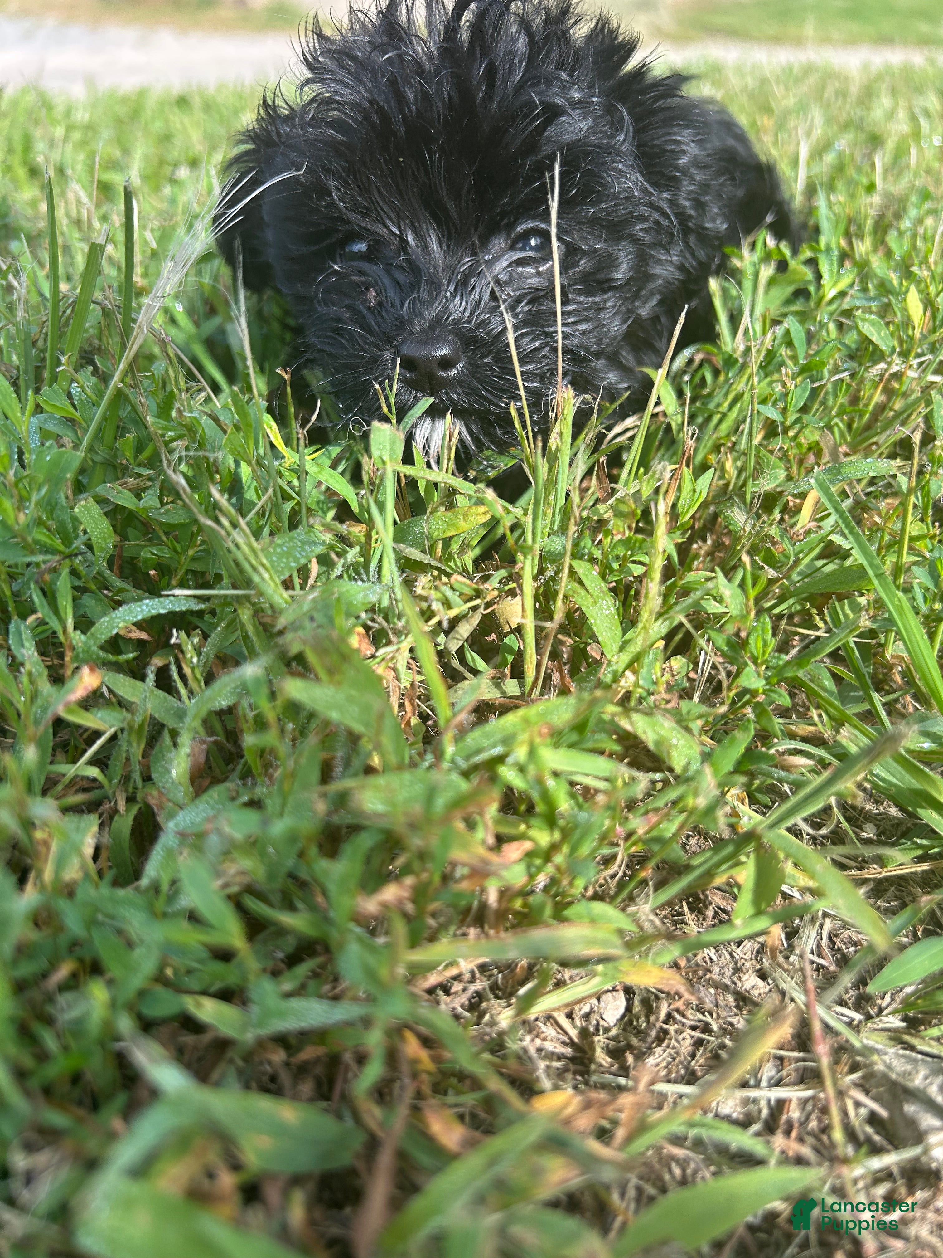 Yorkiepoo dogs Yorkiepoo 1 - Ad 1