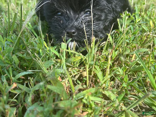 Yorkiepoo dogs Yorkiepoo 1 - Ad 1
