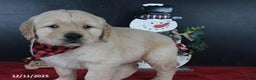 Golden Retriever dogs for sale: Chestnut - Ad 4