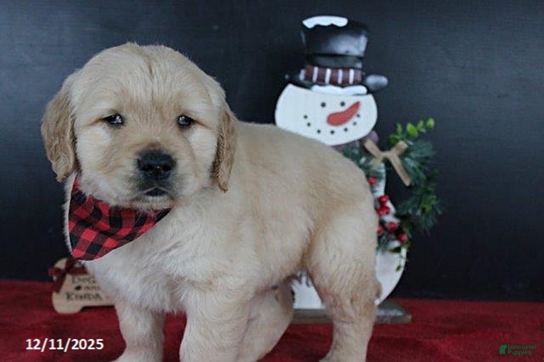 Golden Retriever dogs for sale: Chestnut - Ad 4