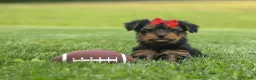 Yorkshire Terrier dogs for sale:  Benji  💛🐾 - Ad 15