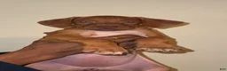 Rhodesian Ridgeback dogs for sale: Rhodesian Ridgeback Girl - Ad 1