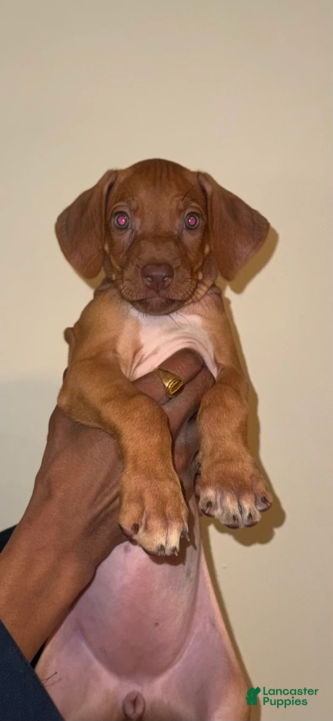 Rhodesian Ridgeback dogs for sale: Rhodesian Ridgeback Girl - Ad 1