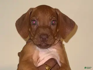 Rhodesian Ridgeback dogs Rhodesian Ridgeback Girl - Ad 6