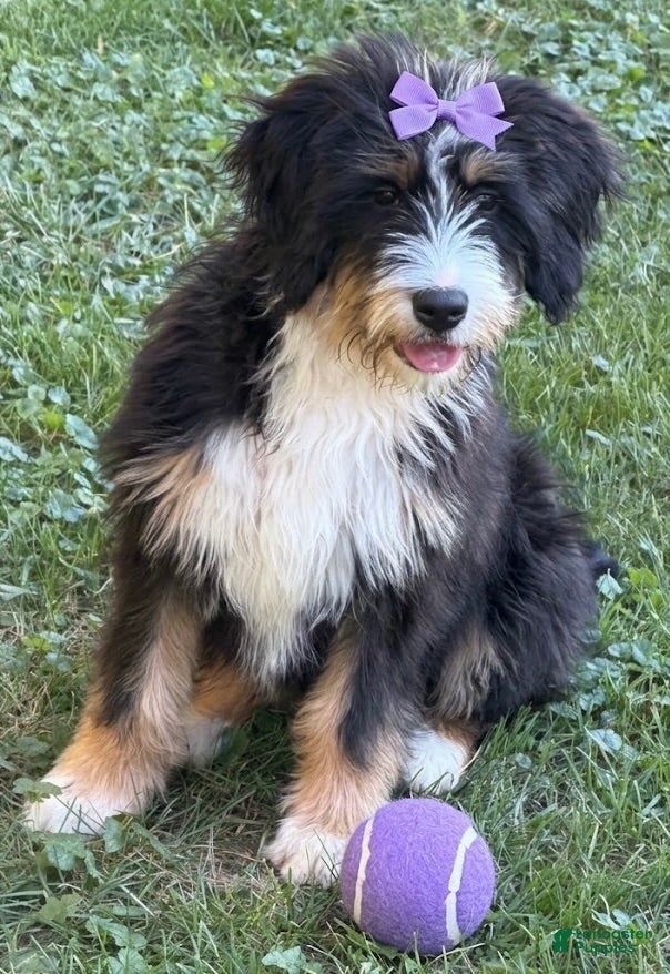 Mini Bernedoodle dogs for sale: Mini Bernedoodle 1 - Ad 1