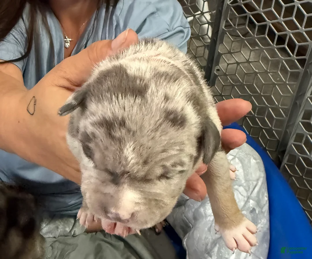 American Bully dogs for sale: Winnie - XL American Bully Puppy  - Ad 2